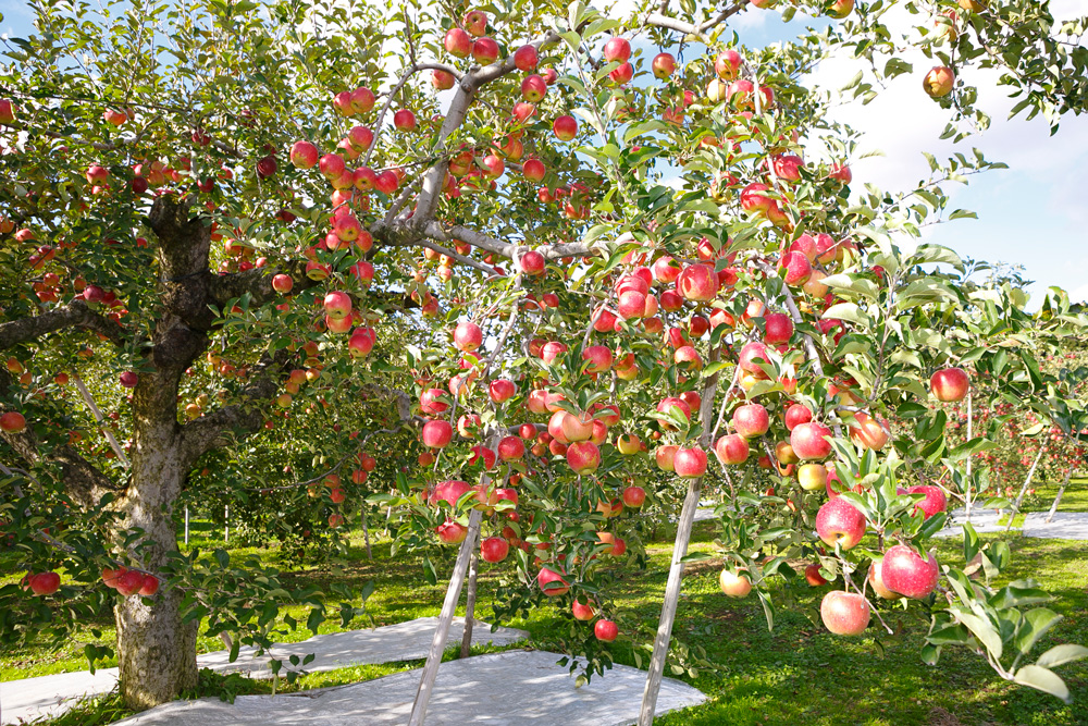 矢板市のりんご園